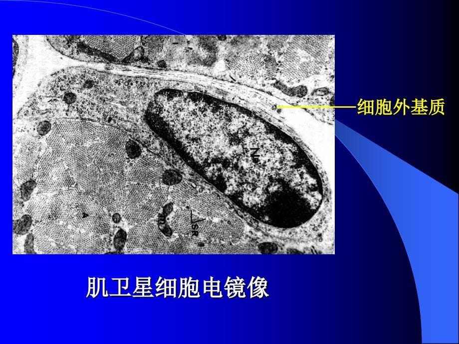 组织学与胚胎学课件：CH1 组织学绪论_第5页