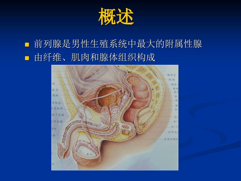 前列腺的MR检查讲课稿_第2页