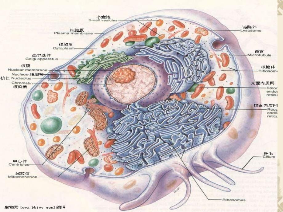 医学基础知识课件.ppt_第4页