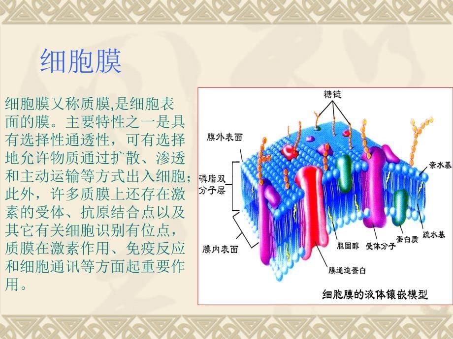 医学基础知识课件.ppt_第5页