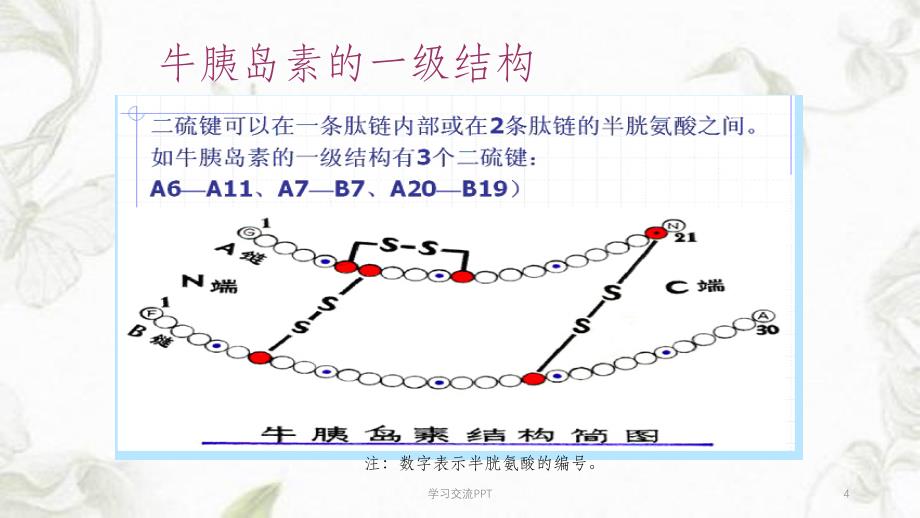 蛋白质一级结构决定高级结构课件_第4页