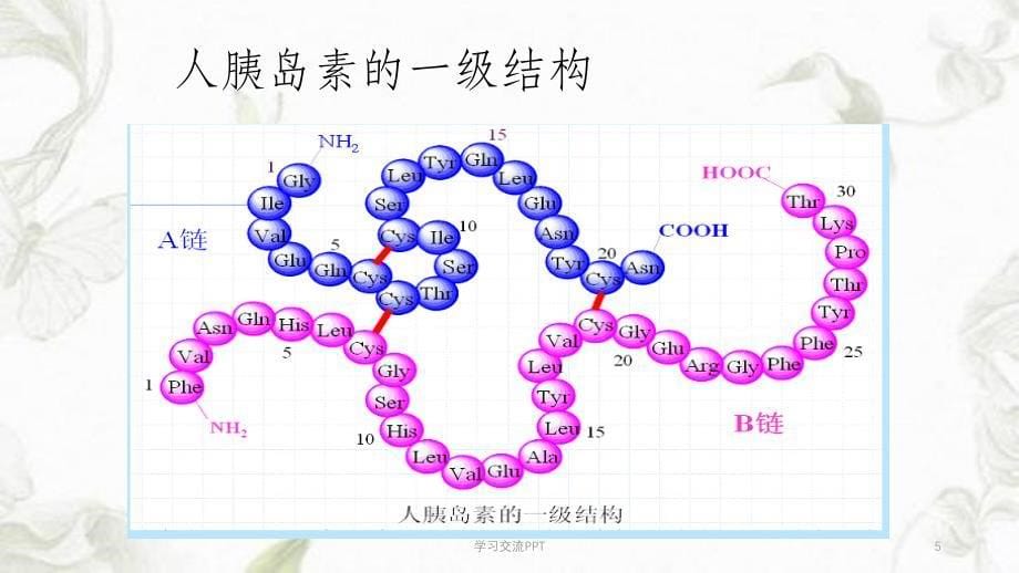 蛋白质一级结构决定高级结构课件_第5页