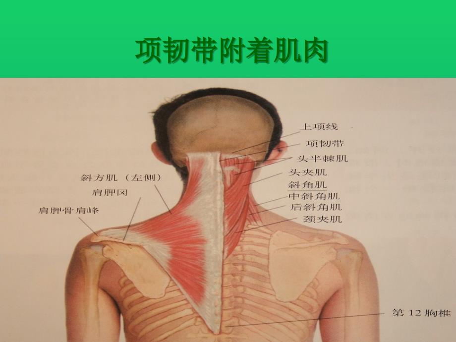 项韧带损伤的针刀治疗1课件_第4页