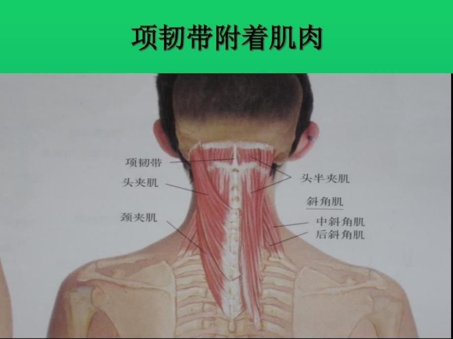 项韧带损伤的针刀治疗1课件_第5页