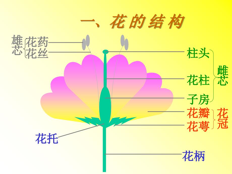 绿色开花植物的有性生殖PPT课件_第2页