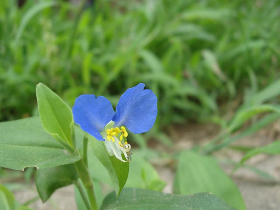 《兰花草》课件_第3页