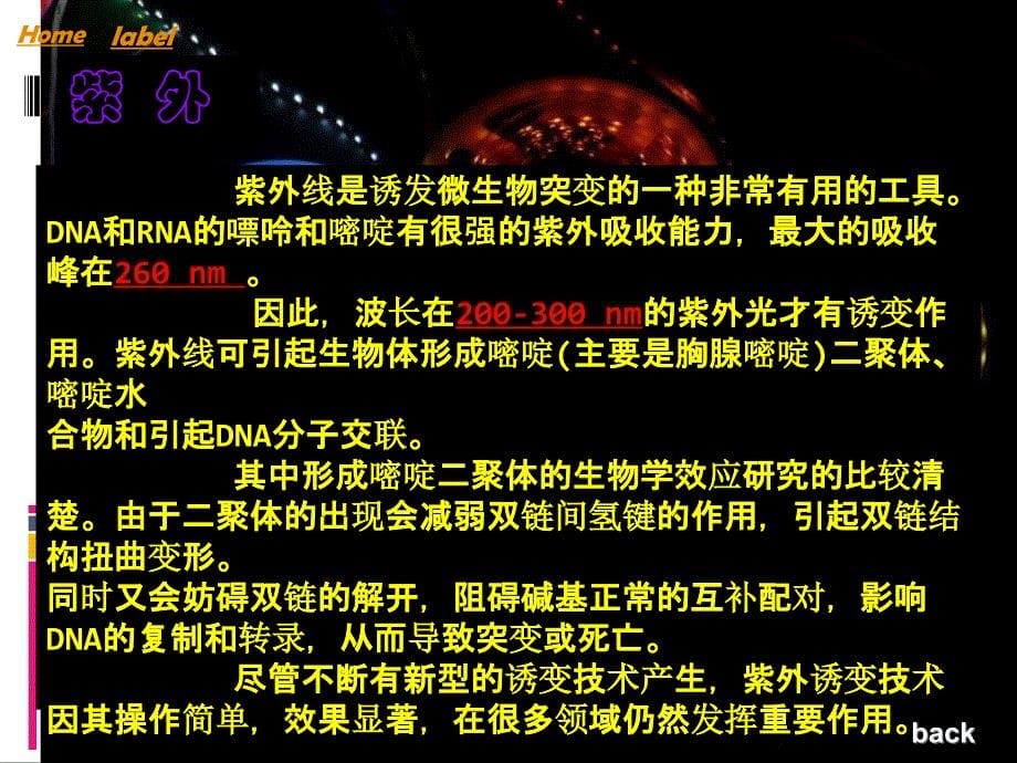 突变体的获得方法PPT课件_第5页