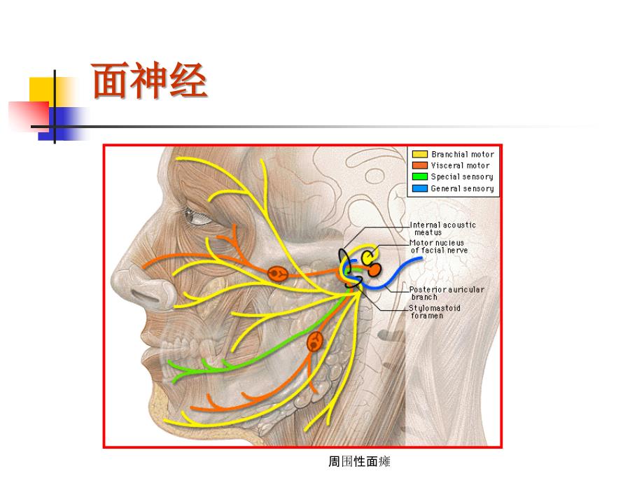 周围性面瘫ppt课件_第3页