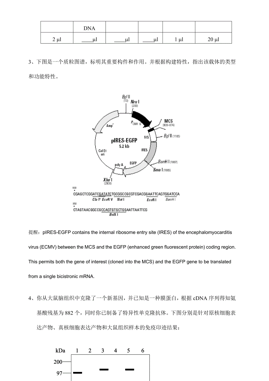 分子技术模板试卷.doc_第2页