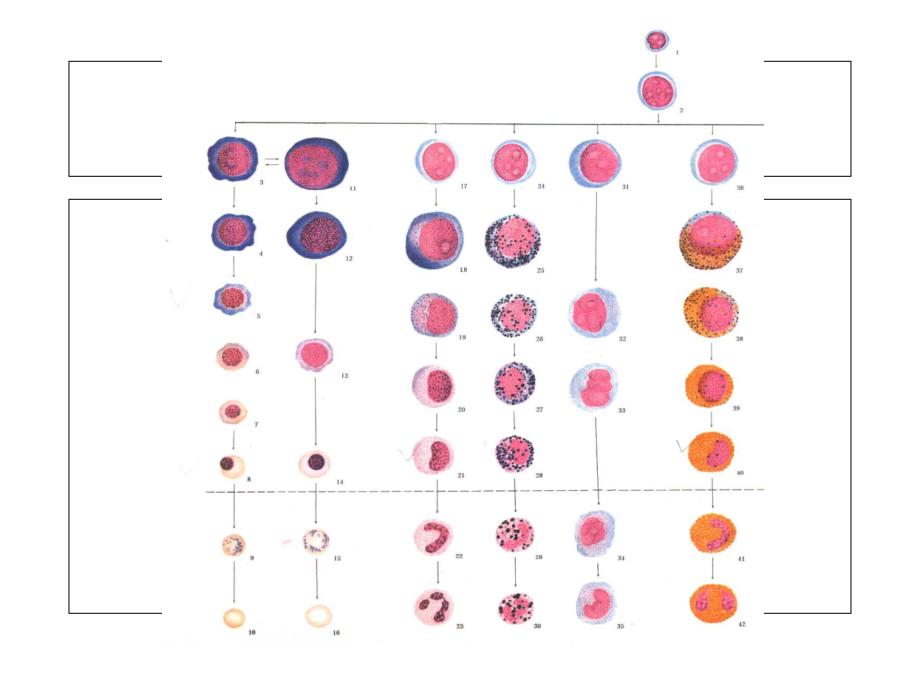 临床血液学和血液学检验血象和骨髓象检验_第4页