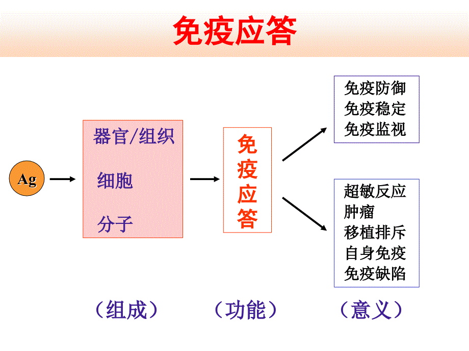 医学免疫学课件：免疫耐受与自身免疫_第4页