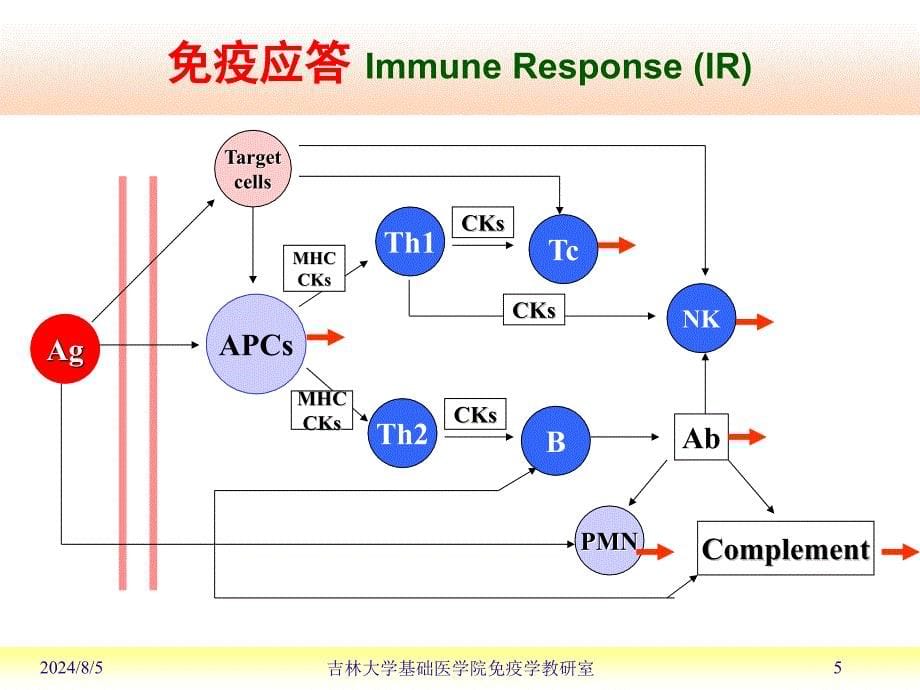 医学免疫学课件：免疫耐受与自身免疫_第5页