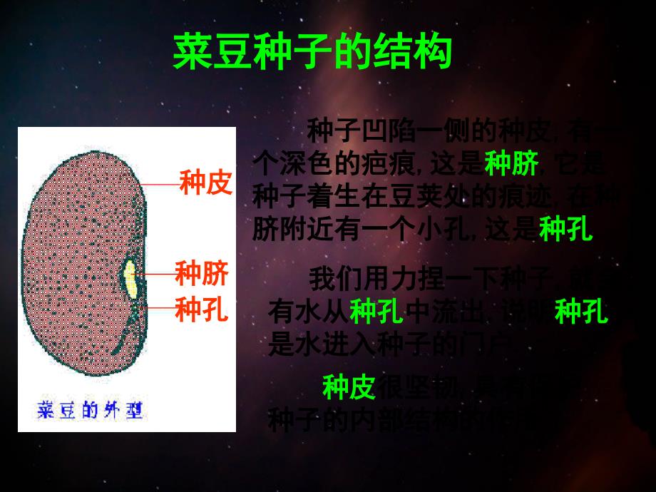 三年级科学下册种子的构造2课件首师大版_第2页