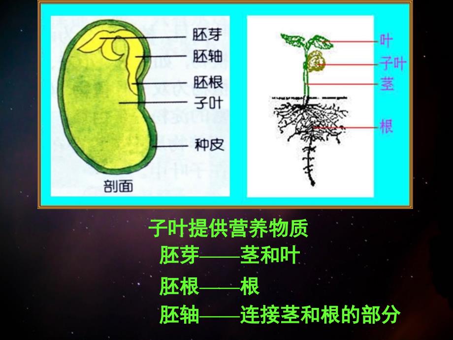 三年级科学下册种子的构造2课件首师大版_第4页