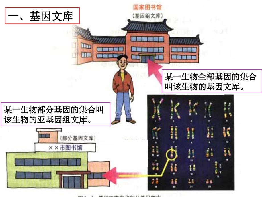 DNA和CDNA文库构建_第3页