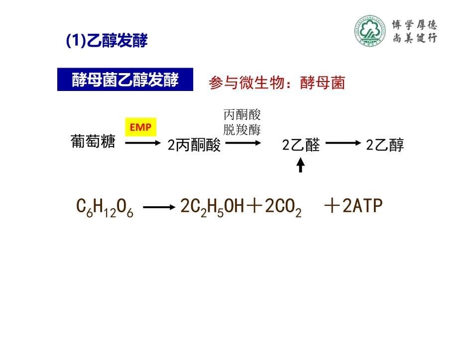 微生物的产能代谢_第5页