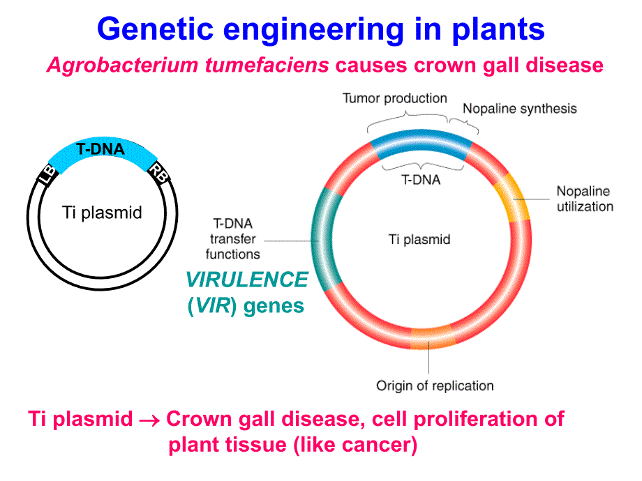 《植物基因工程》PPT课件.ppt_第3页