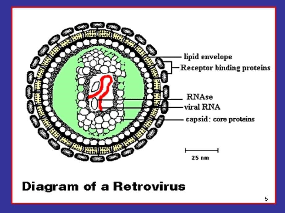 AIDS发病机理ppt课件_第5页