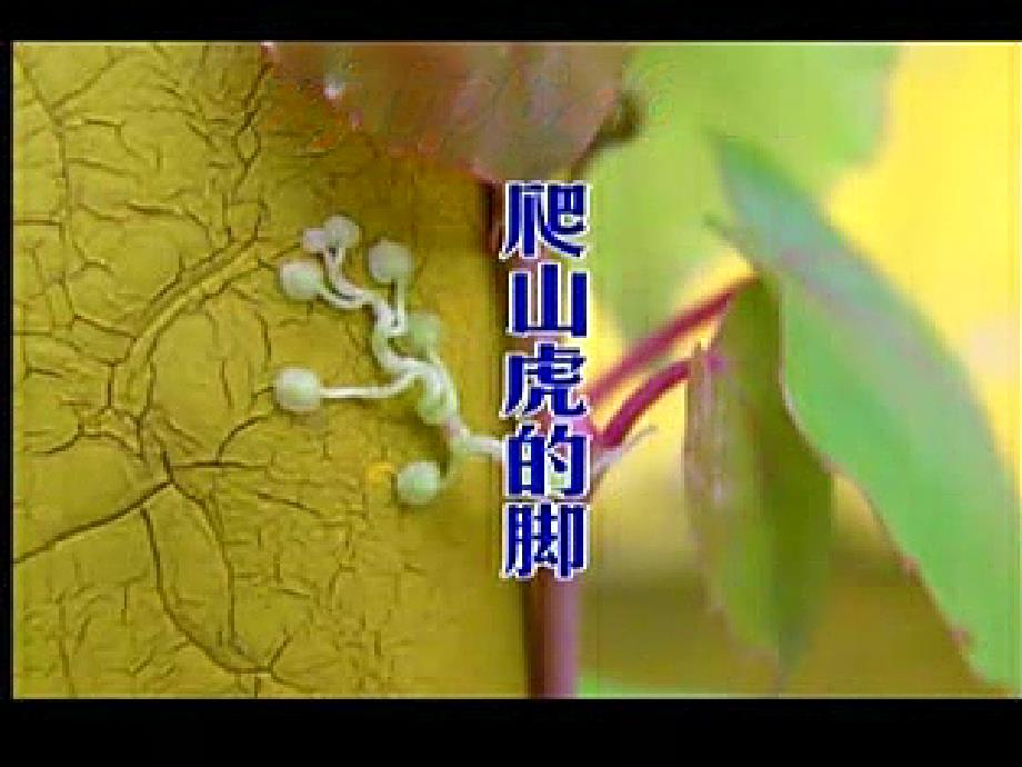 课上用幻灯片_第1页