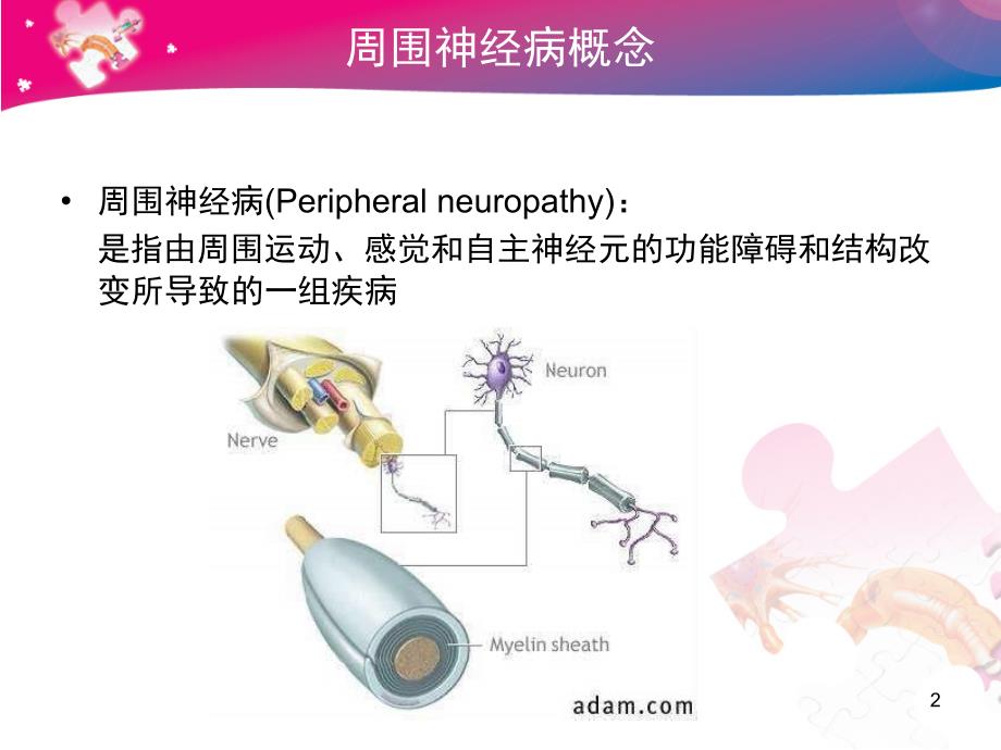 PN学习班周围神经病总论丁正同FZ_第2页