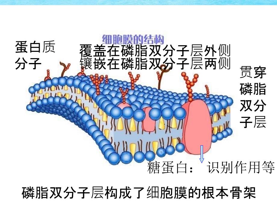 磷脂双分子层构成了细胞膜的基本骨架ppt课件_第1页