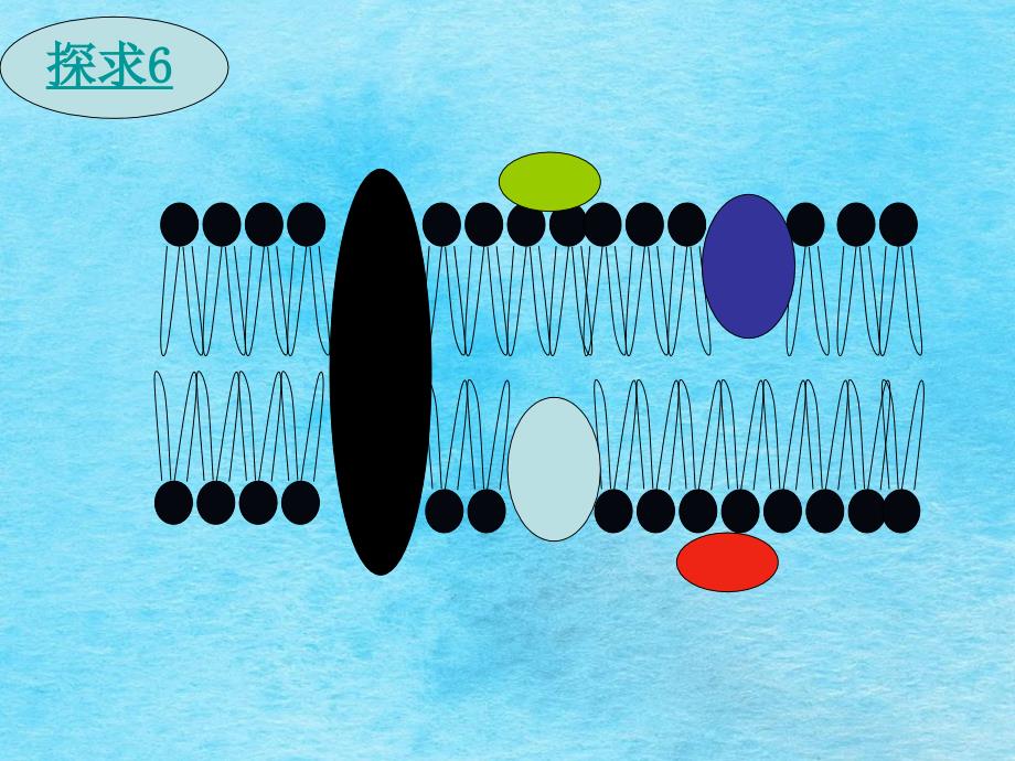 磷脂双分子层构成了细胞膜的基本骨架ppt课件_第2页