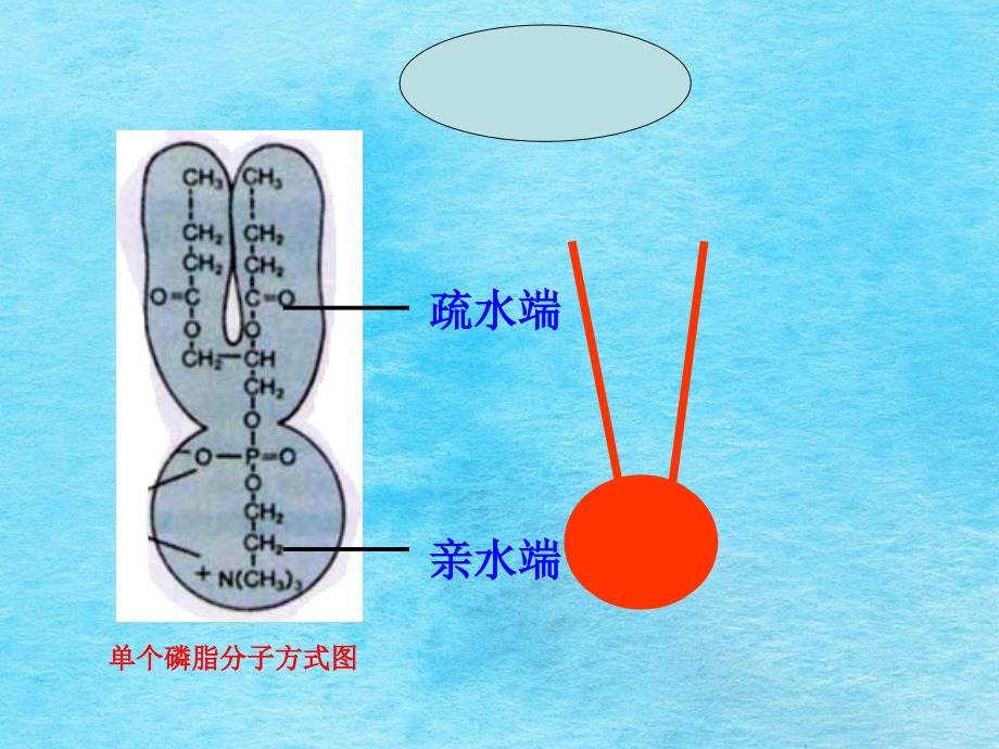 磷脂双分子层构成了细胞膜的基本骨架ppt课件_第3页