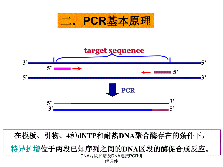 DNA片段扩增及DNA连接PCR讲解课件_第3页