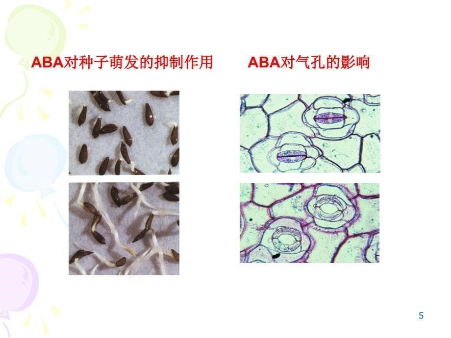 实验七植物激素作用的空间和浓度效应比较_第5页