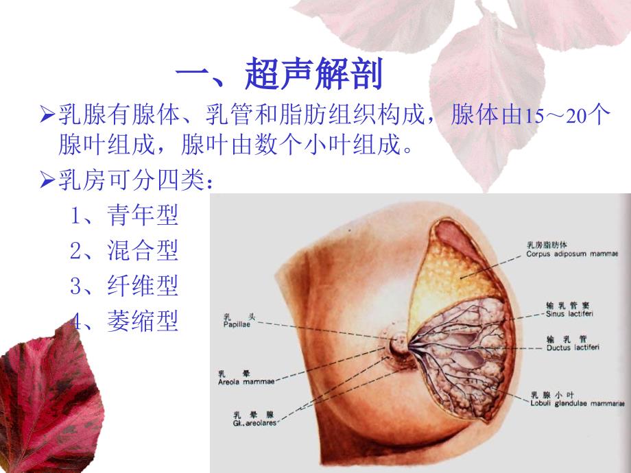 乳腺和甲状腺的超声学检查_第2页