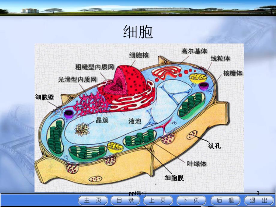 第一节植物细胞的结构与功能ppt课件_第3页