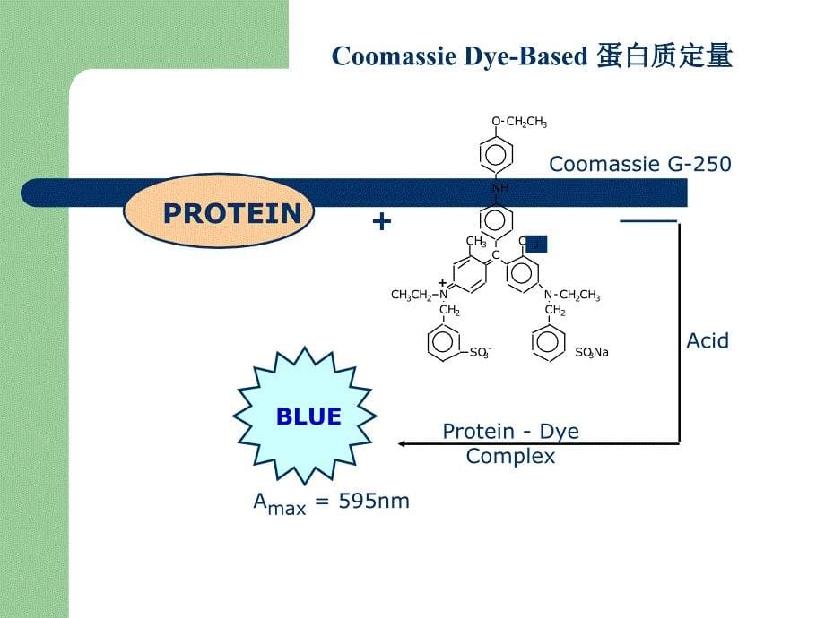 蛋白质含量测定-考马斯亮蓝法_第5页