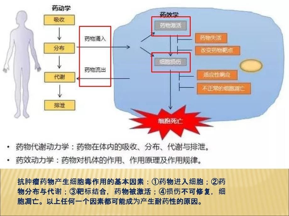 肿瘤耐药机制.ppt_第5页