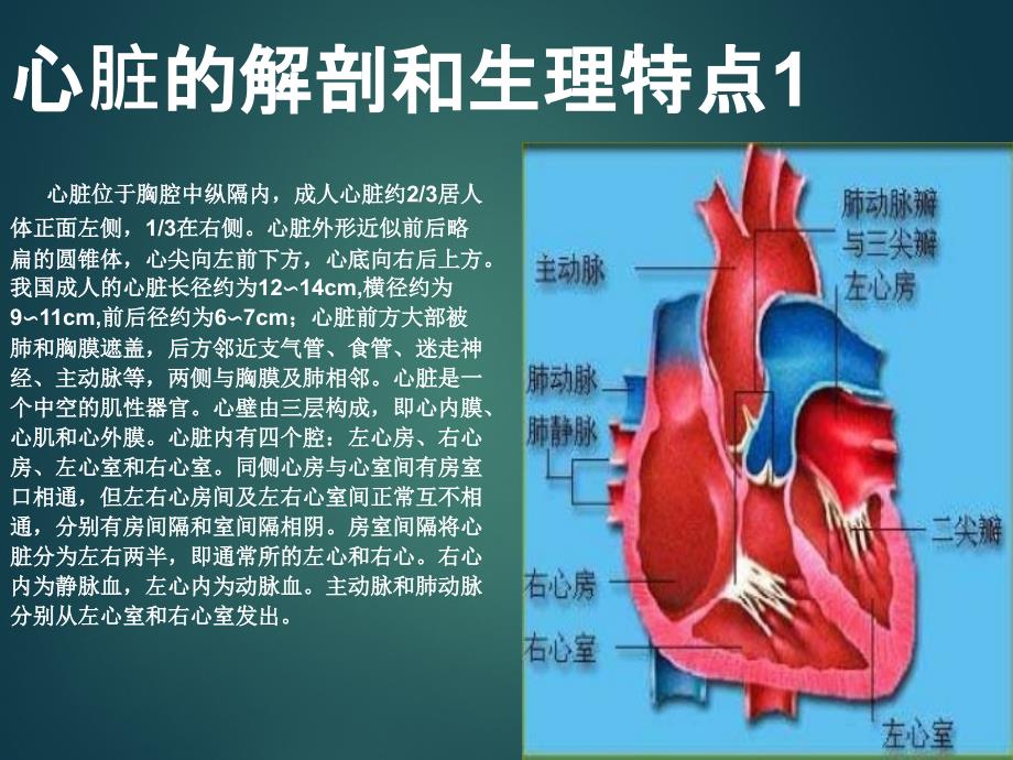 超声心动图入门基础课件_第2页