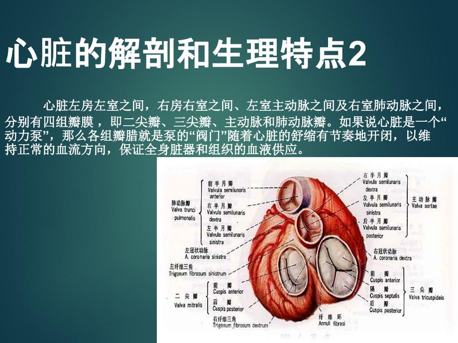 超声心动图入门基础课件_第3页