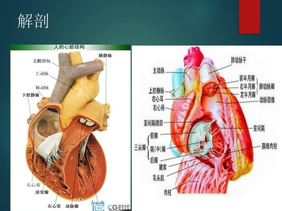 超声心动图入门基础课件_第4页