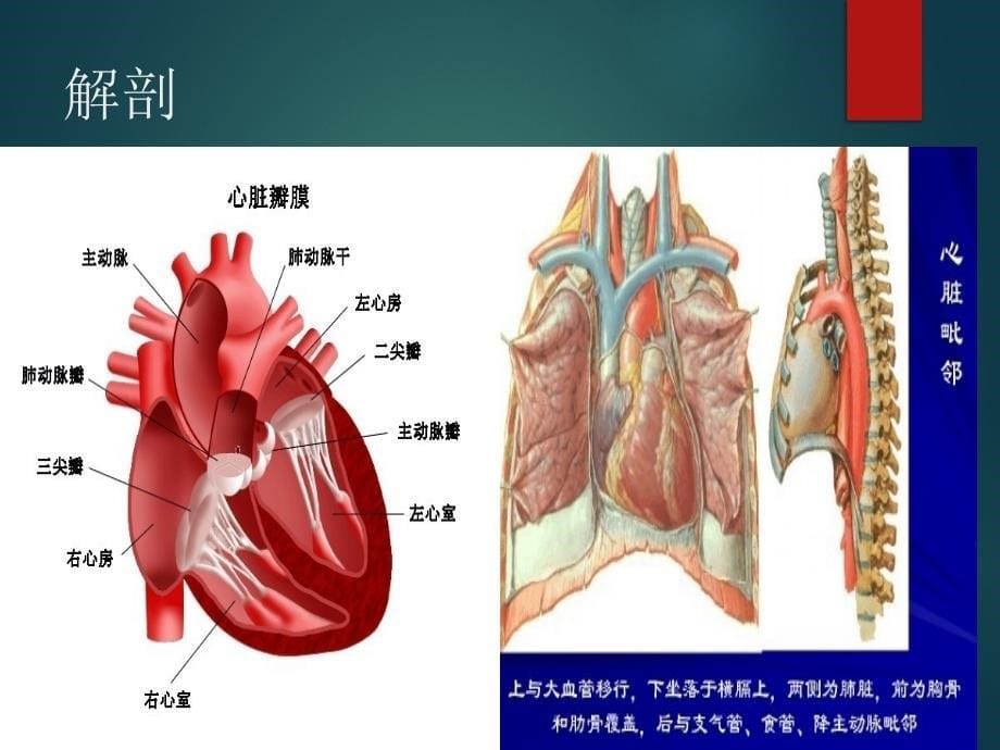 超声心动图入门基础课件_第5页