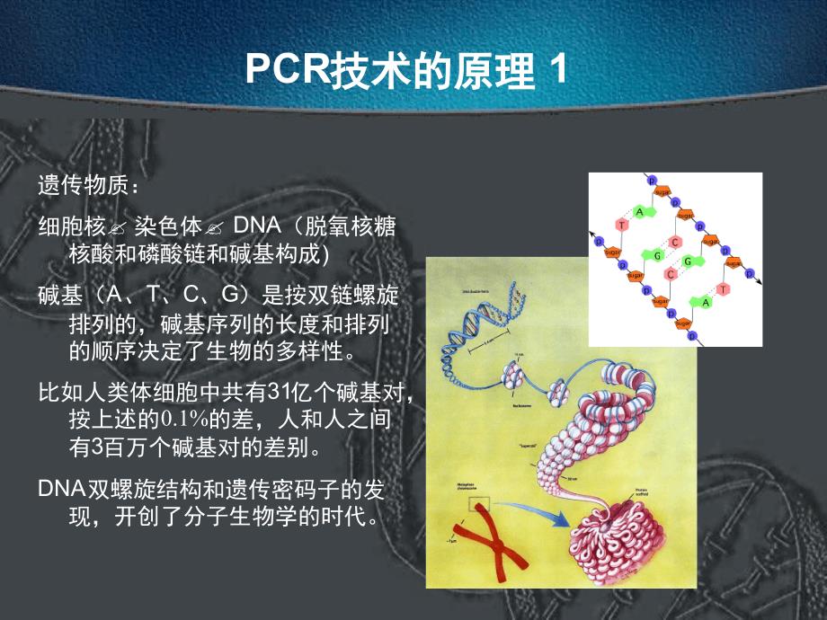 PCR技术的原理操作及应用解读_第4页