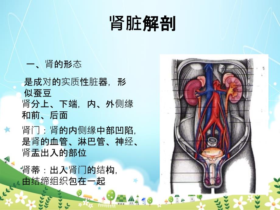 泌尿系超声图_第3页