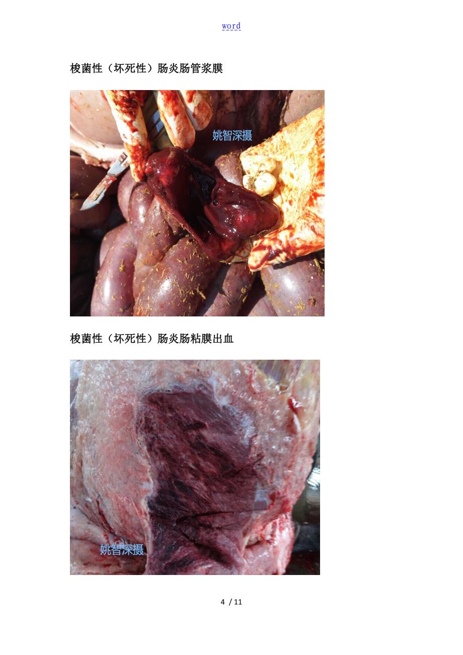 牛病图谱-魏氏梭菌_第4页