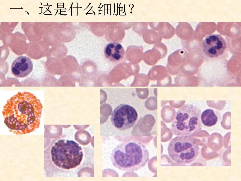 临床医学组织学切片复习_第2页