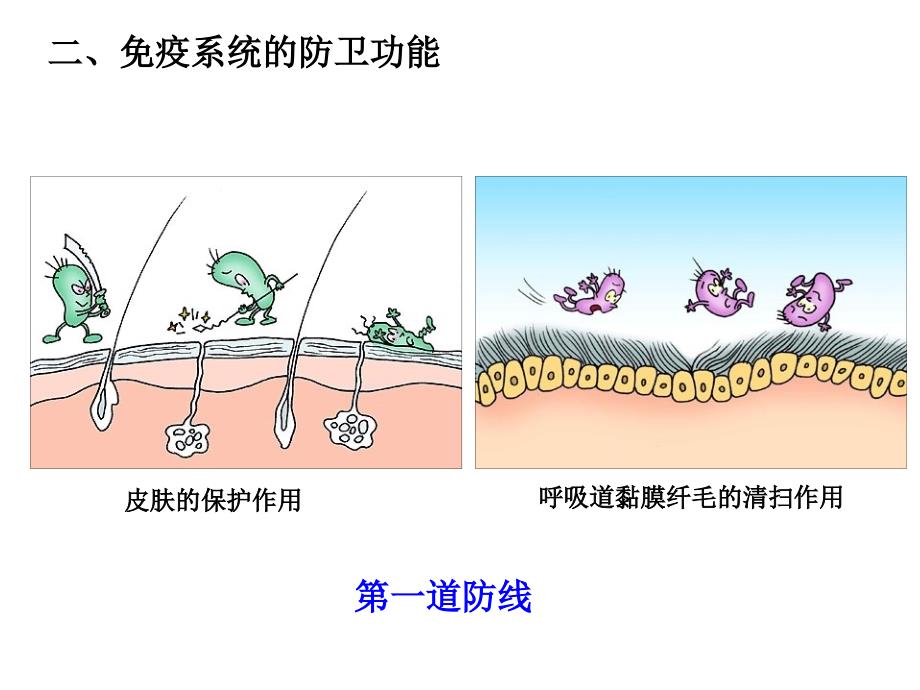 免疫调节课件_第4页