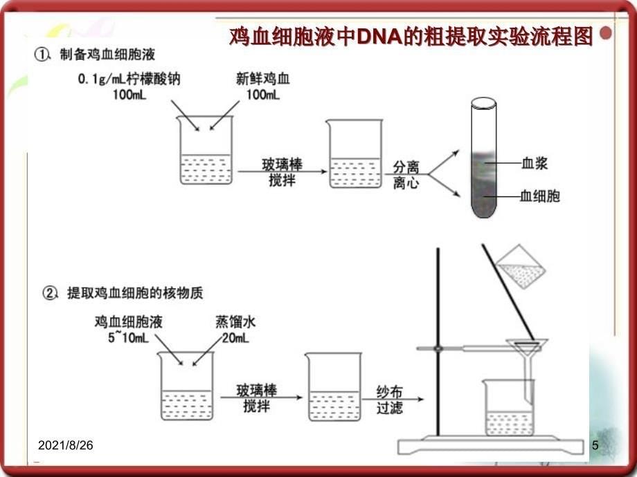 生物选修一DNA的粗提取与鉴定课件PPT_第5页