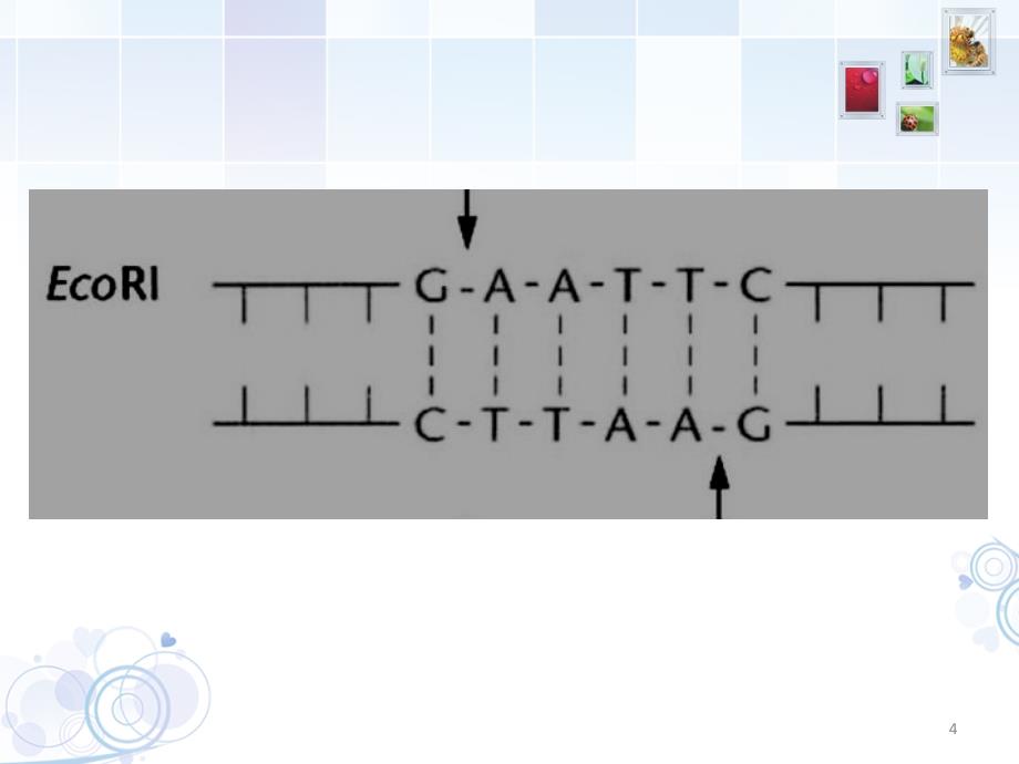 重组DNA分子模拟制作分享资料_第4页