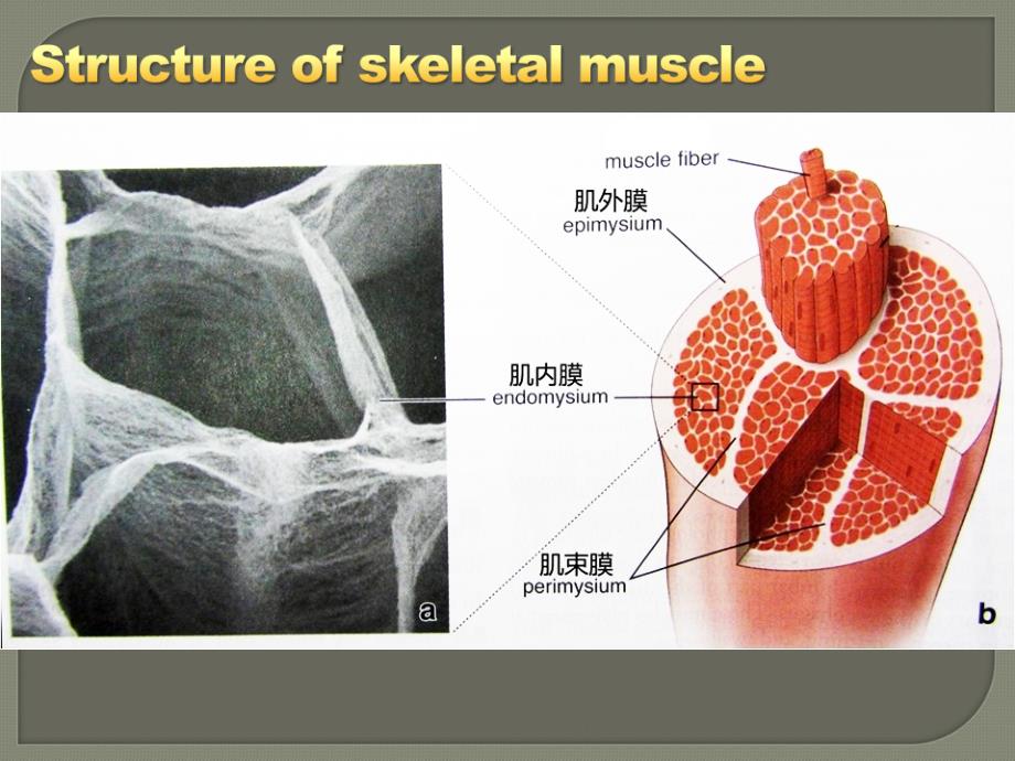 生理学教学课件骨骼肌唐颂龄_第2页