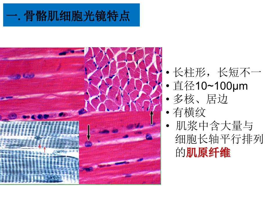 组织胚胎学课件：肌组织和循环系统_第4页