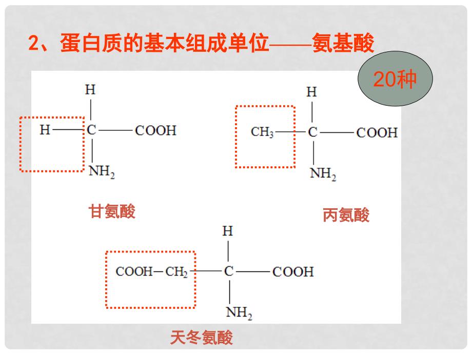 浙江省临海市杜桥中学高二生物《1.3 蛋白质》》课件 新人教版_第4页