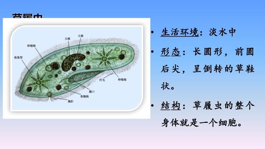 草履虫消化食物的过程_第2页