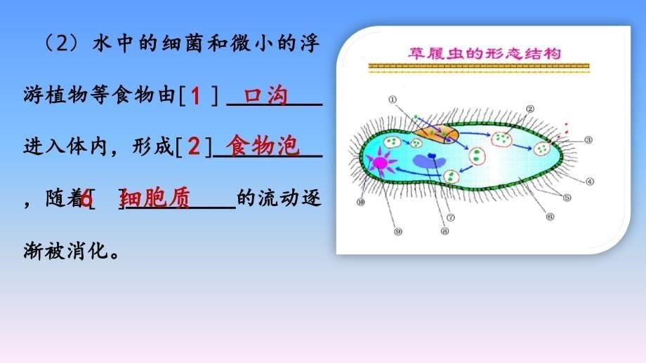 草履虫消化食物的过程_第5页