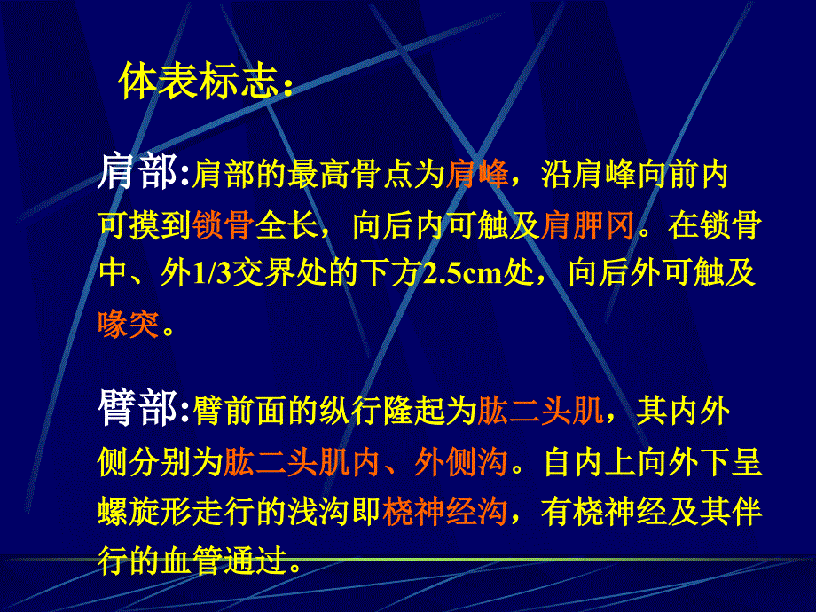 麻醉解剖学上下肢_第4页